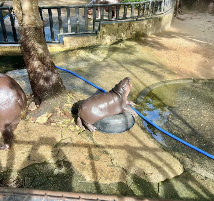 หมูเด้ง ฮิปโป