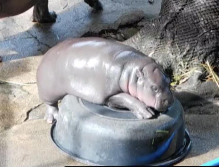 หมูเด้ง ฮิปโป