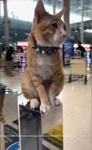   หนูหรั่ง แมวสนามบินสุวรรณภูมิ 