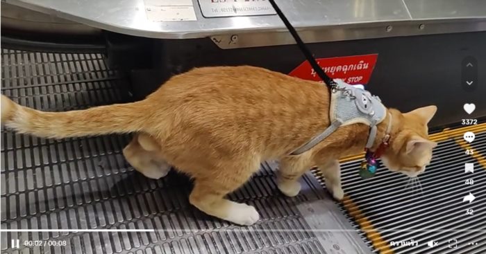   หนูหรั่ง แมวสนามบินสุวรรณภูมิ 