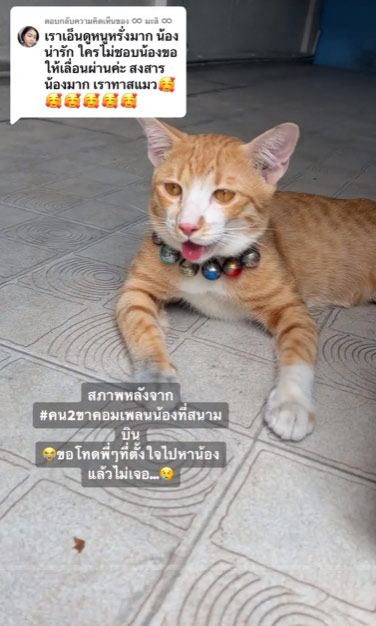   หนูหรั่ง แมวสนามบินสุวรรณภูมิ 