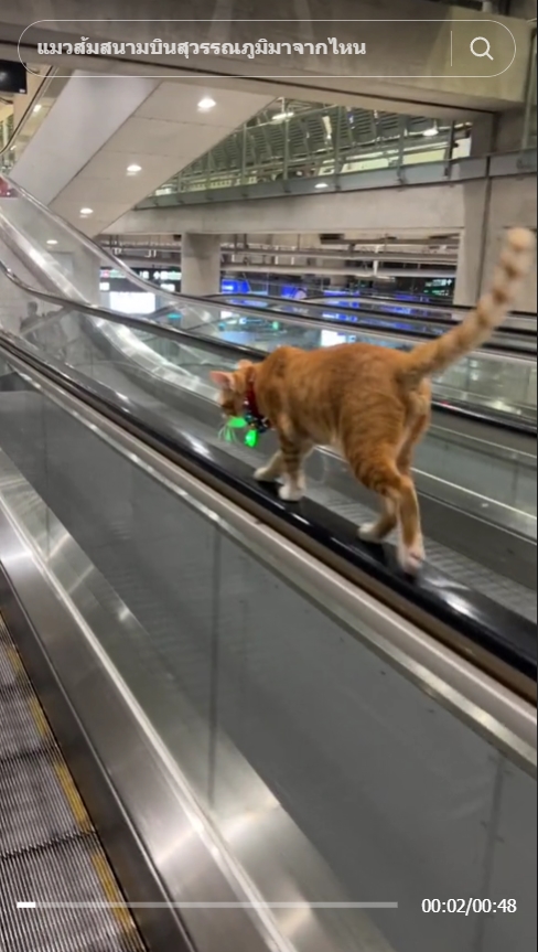   หนูหรั่ง แมวสนามบินสุวรรณภูมิ 