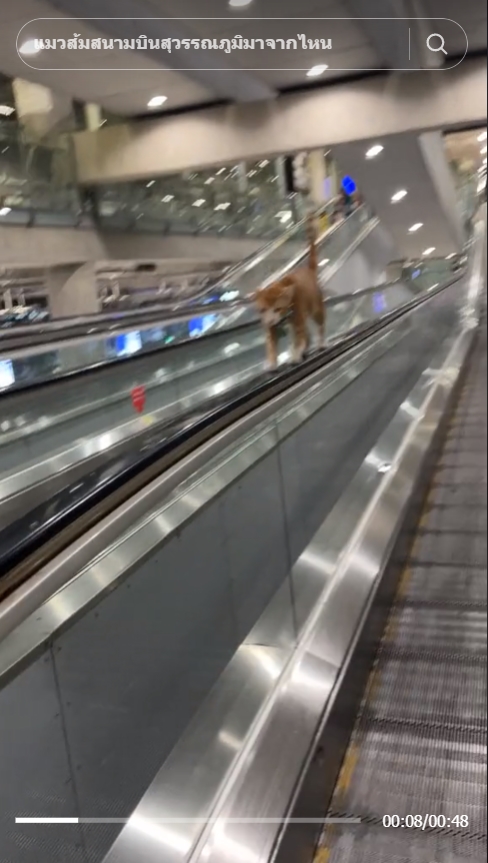   หนูหรั่ง แมวสนามบินสุวรรณภูมิ 