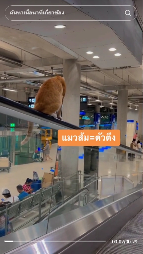   หนูหรั่ง แมวสนามบินสุวรรณภูมิ 