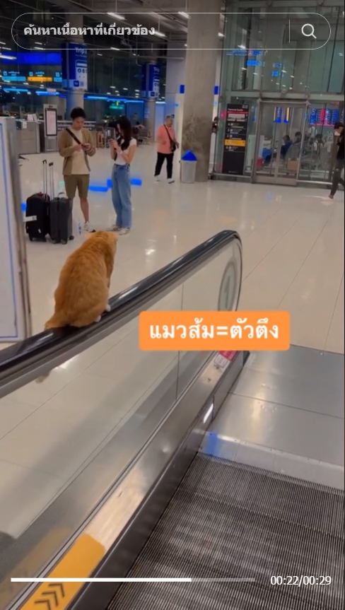   หนูหรั่ง แมวสนามบินสุวรรณภูมิ 