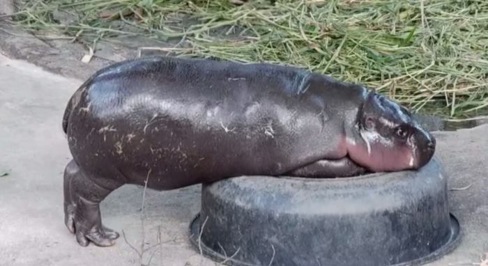 หมูเด้ง ฮิปโป