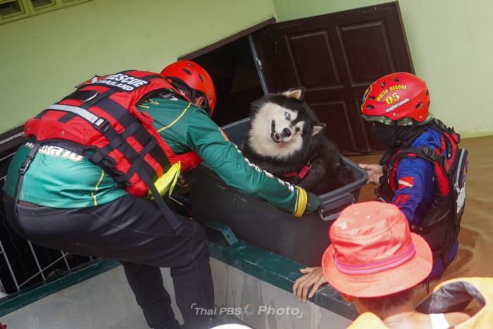 หมาน่ารัก