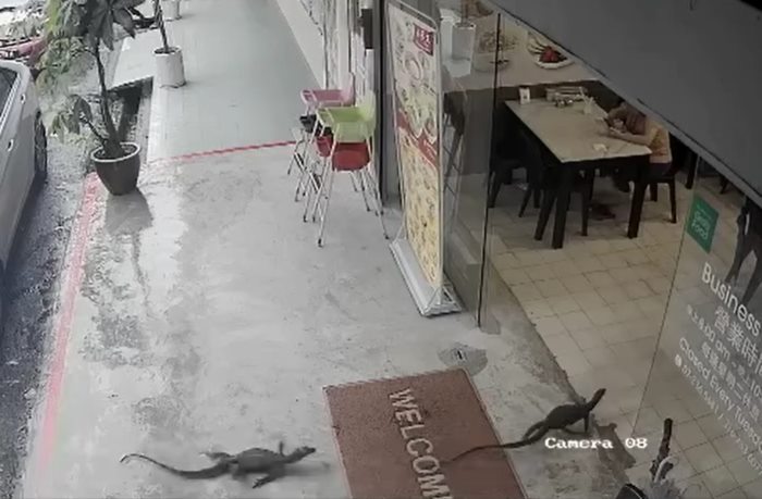  สัตว์เลื้อยคลาน