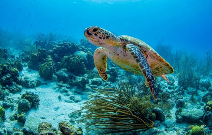 เปิบเมนูมรณะ เต่าทะเลตุ๋น