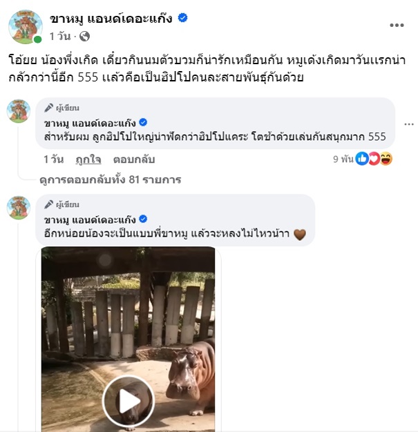 หมูเด้ง ฮิปโป