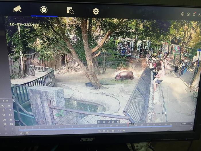 หมูเด้ง ฮิปโป