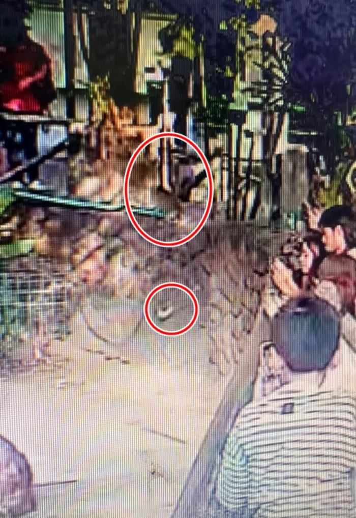 หมูเด้ง ฮิปโป