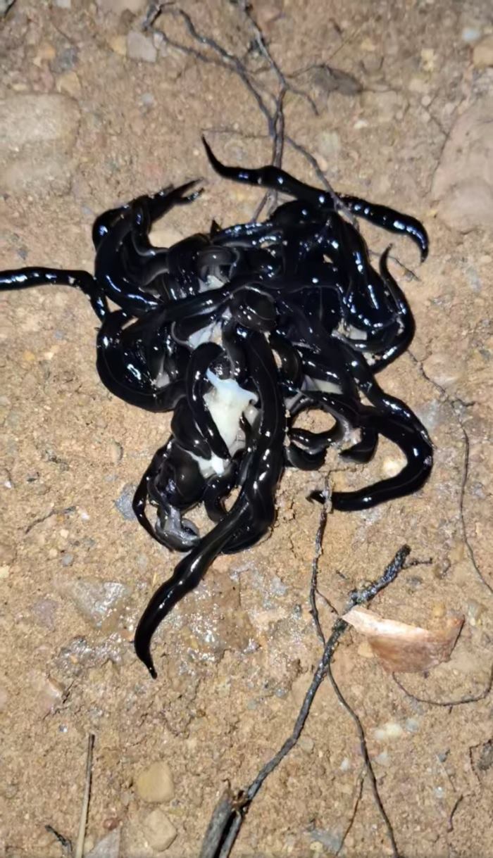 หนอนตัวแบนนิวกินี