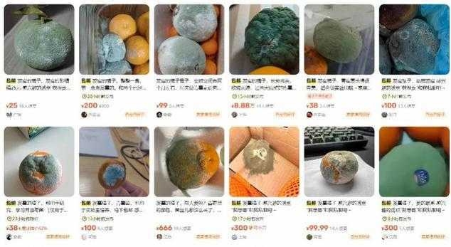 ส้มขึ้นรา ลูกละ 2 พัน ส้มขึ้นรา ลูกละ 2 พัน