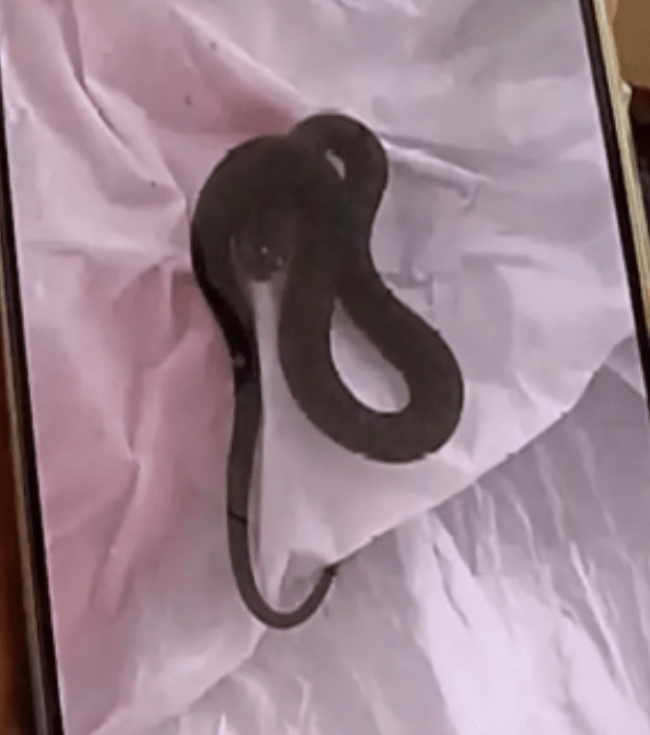 ซื้อของออนไลน์ แถมงูเป็นสิบ ! 