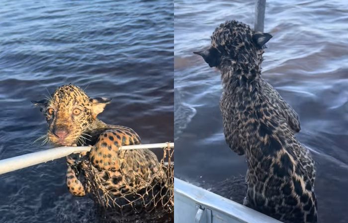 เสือจากัวร์