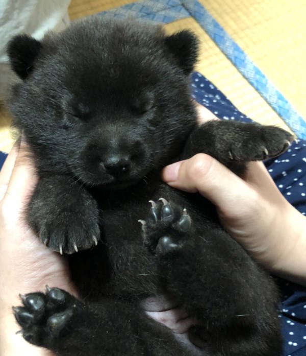 ภาพไวรัลลูกหมาตัวน้อย