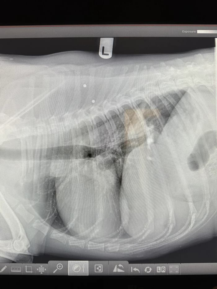 ความลับ 8 ปี หมาตัวนี้เหลือเชื่อมาก 