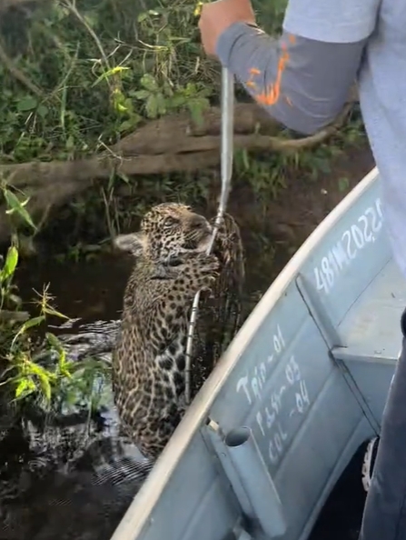 เสือจากัวร์