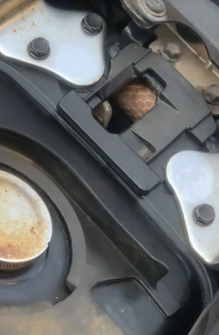 งูเข้ารถ