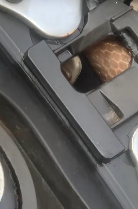 งูเข้ารถ