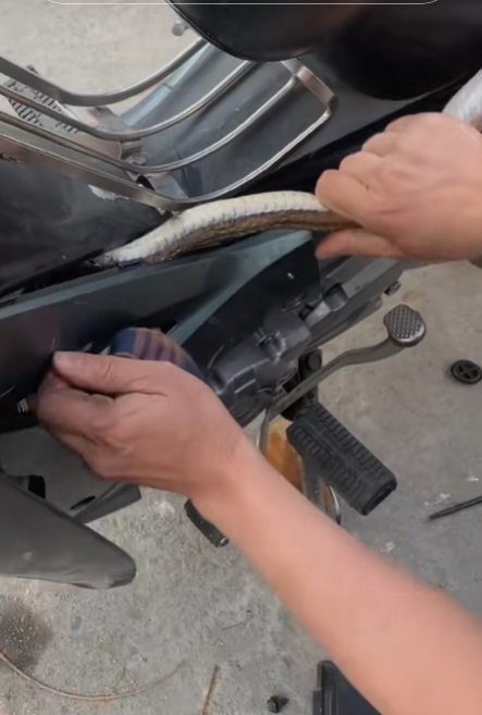 งูเข้ารถ