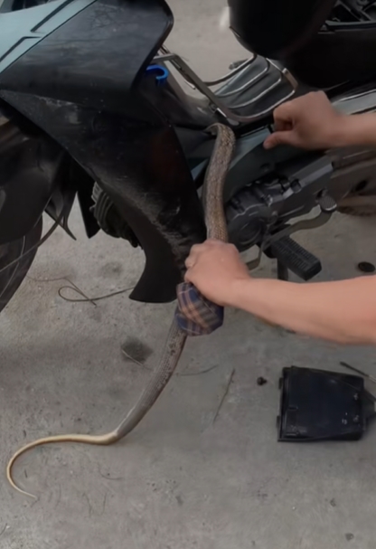 งูเข้ารถ