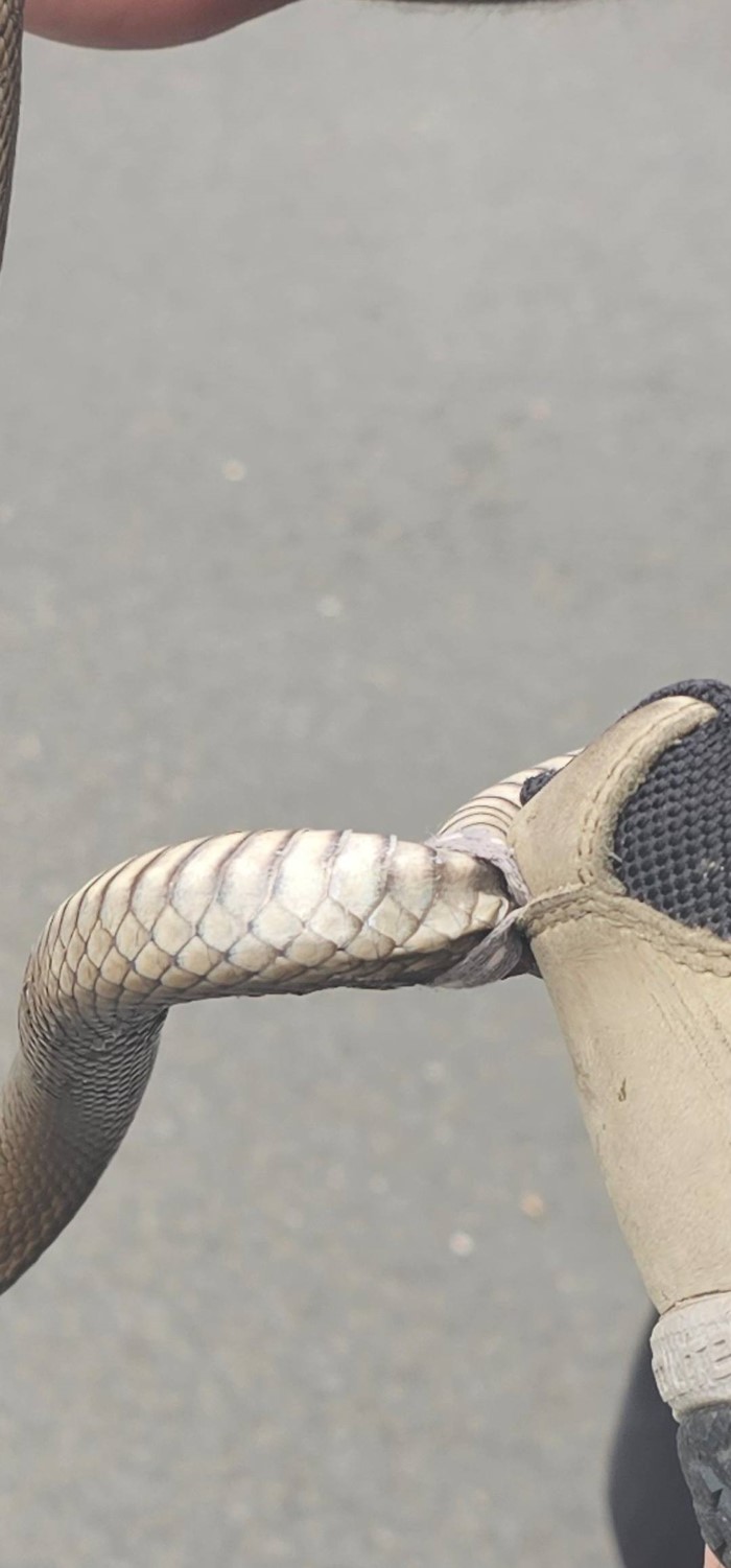 งูติดรองเท้า