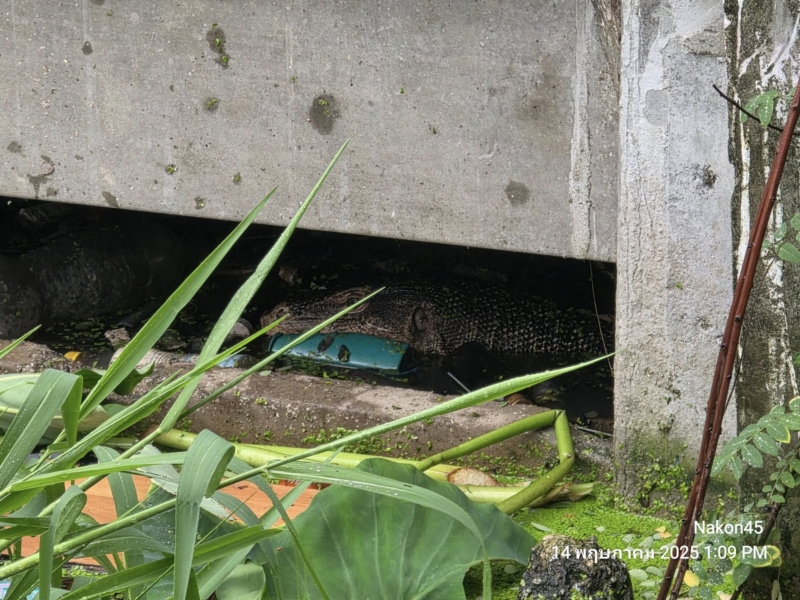 ตัวเงินตัวทองคาบเด็ก 