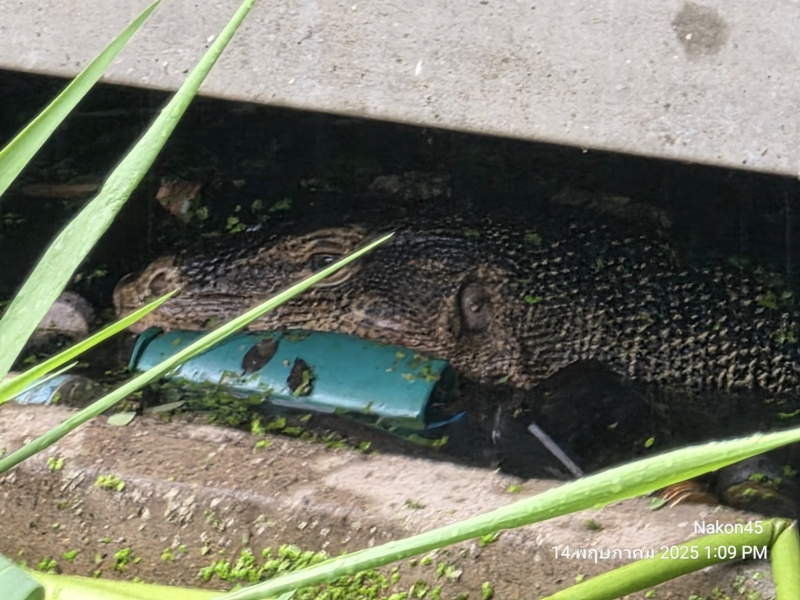 ตัวเงินตัวทองคาบเด็ก 