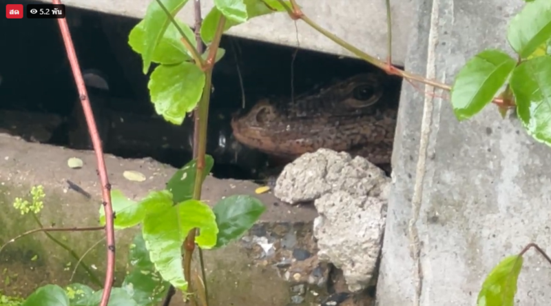 ตัวเงินตัวทองคาบเด็ก 