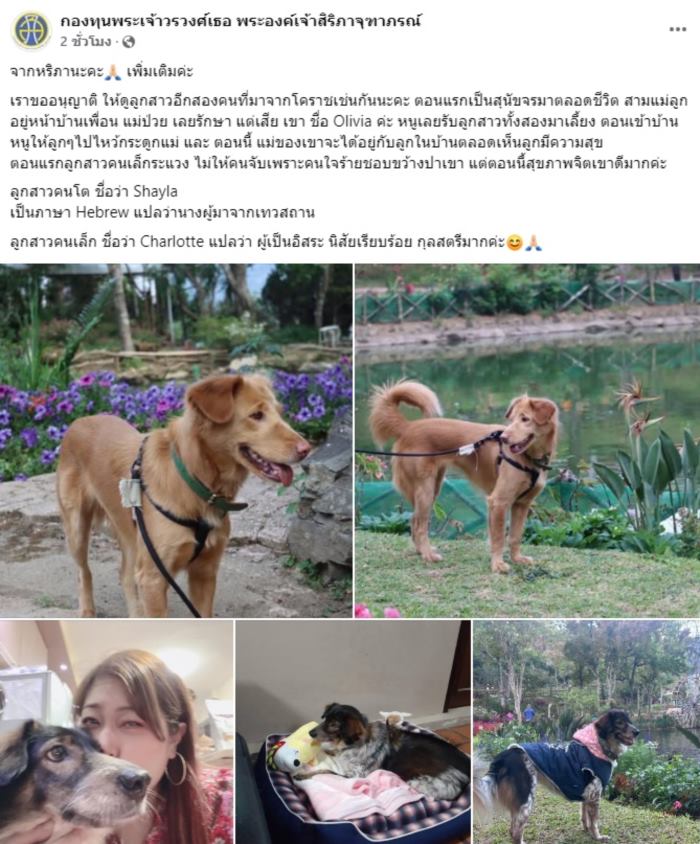 พระองค์เจ้าสิริภาจุฑาภรณ์ ทรงแจงดราม่ารับเลี้ยง หมูแดง