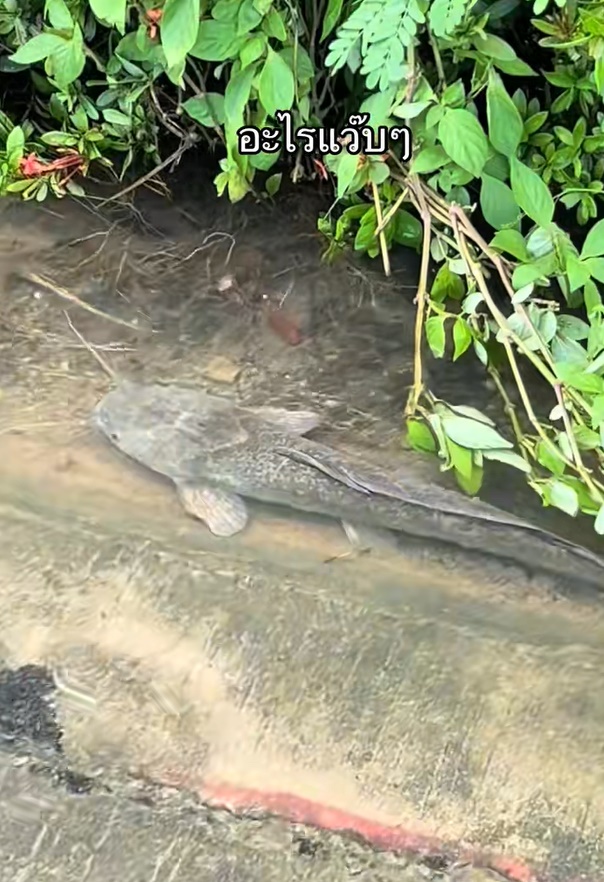 ปลาดุกหรือปลาช่อน อาหารใหม่ใกล้ฉัน