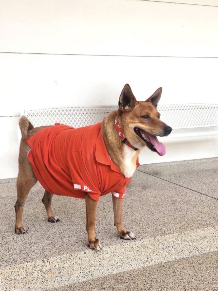 พระองค์เจ้าสิริภาจุฑาภรณ์ ทรงแจงดราม่ารับเลี้ยง หมูแดง