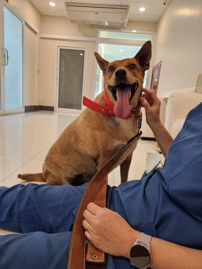 พระองค์เจ้าสิริภาจุฑาภรณ์ ทรงแจงดราม่ารับเลี้ยง หมูแดง