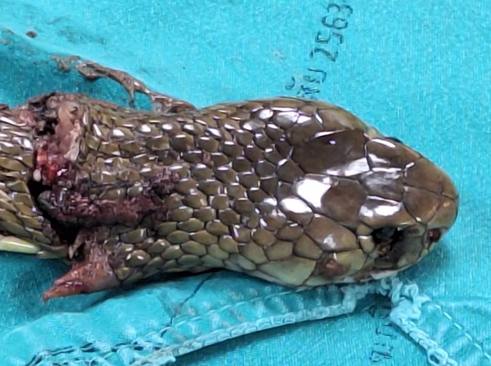 ชายถูกงูพ่นพิษเข้าตา 2 ข้าง