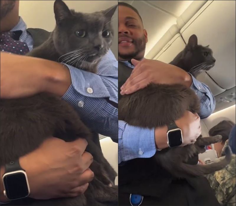 แมวขึ้นเครื่องบิน