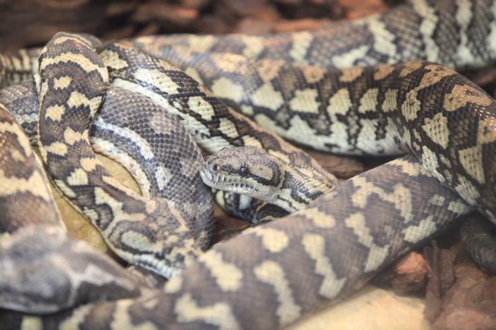 รังงู ใต้คาเฟ่