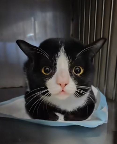 สมโชคตัวตึง แมวถูกกัดไปหาหมอ 