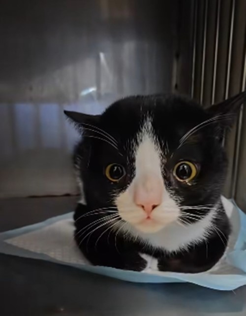 สมโชคตัวตึง แมวถูกกัดไปหาหมอ 