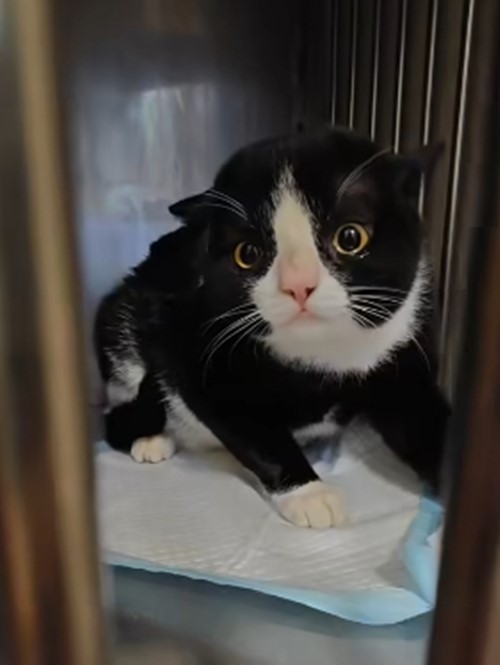 สมโชคตัวตึง แมวถูกกัดไปหาหมอ 