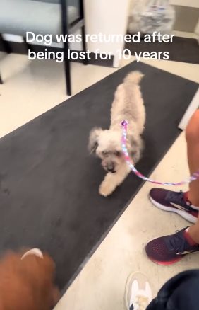 สุนัขหายไป 10 ปี เจ้าของตามหาไม่ท้อ 