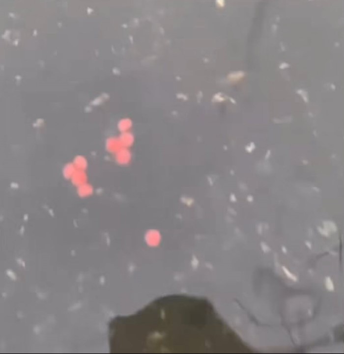  ม ม้า ลอยน้ำ !? 