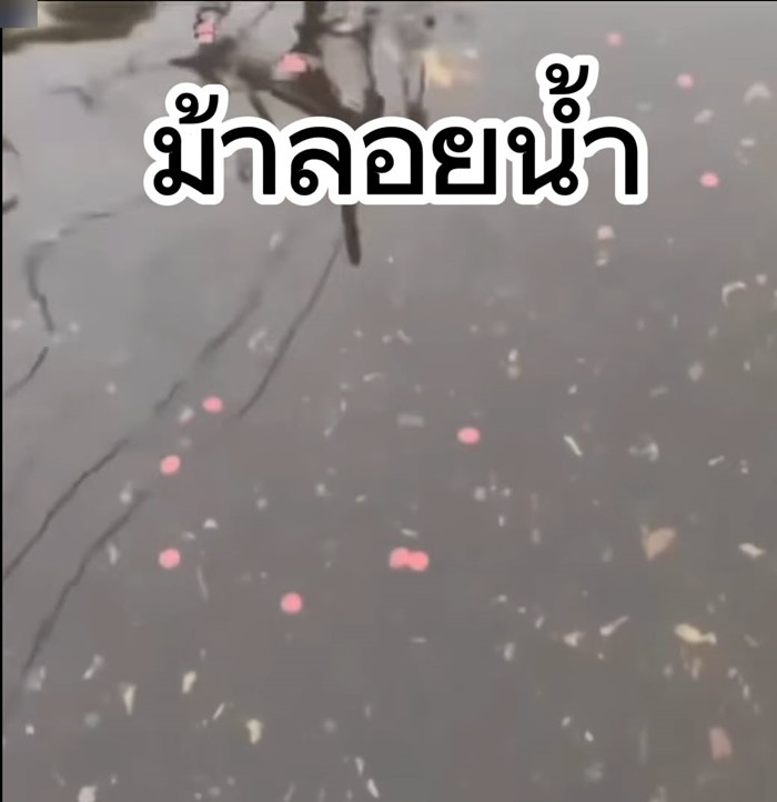  ม ม้า ลอยน้ำ !? 