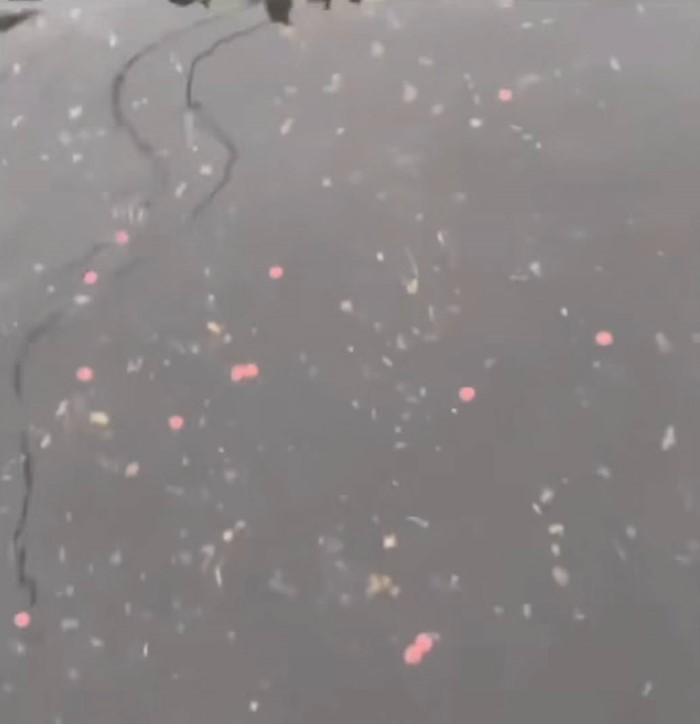  ม ม้า ลอยน้ำ !? 