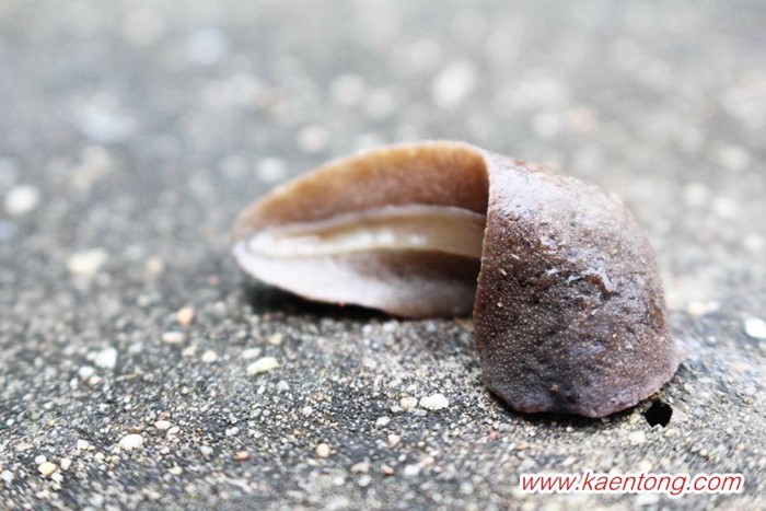 ทากลิ้นหมา