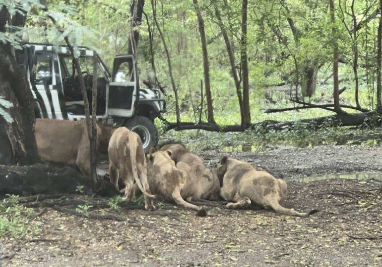 เจ้าหน้าที่สวนสัตว์ดัง กทม. ถูกสิงโตรุมกัดเสียชีวิต