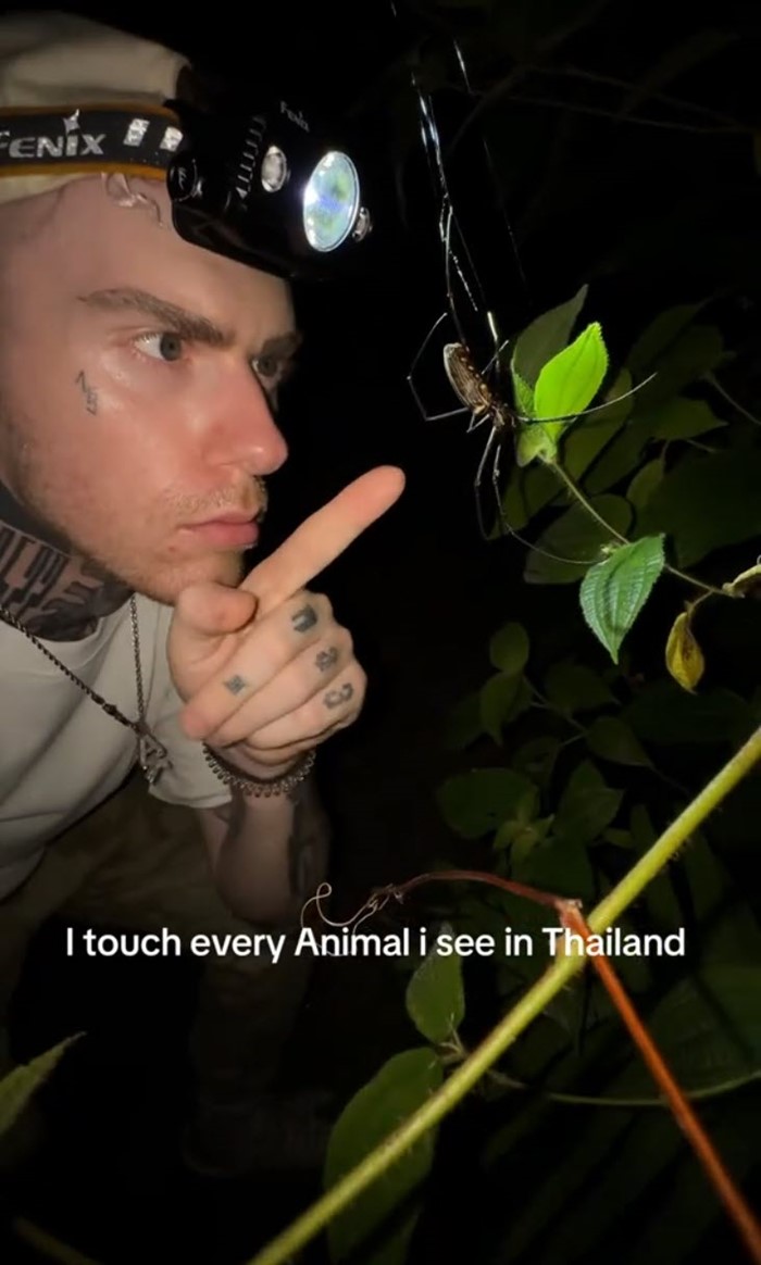 ไลฟ์สตรีมเจอเสือโคร่งตัวจริงในป่าไทย 