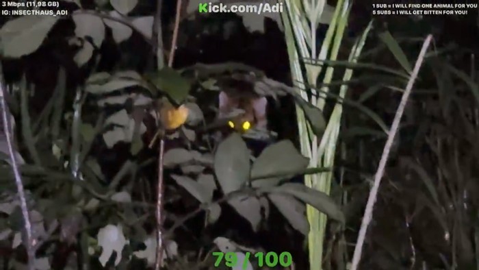 ไลฟ์สตรีมเจอเสือโคร่งตัวจริงในป่าไทย 