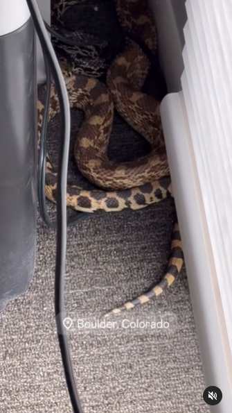 งูเข้าบ้าน